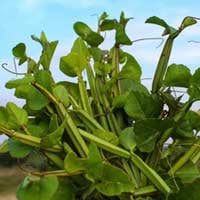 Endopeak ingredients