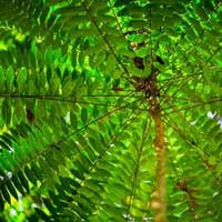 endopeak natural ingredients