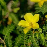 endopeak supplement ingredients