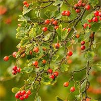 hawthorn endopeak ingredients