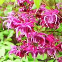what are the ingredients in endopeak
